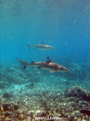 Black tip and silver tip in the Pass of Fakarava by Thierry Lannoy 